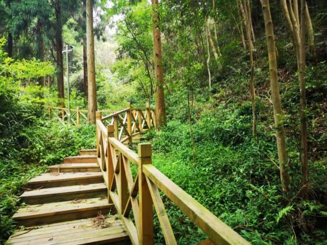 干净是一个人喝茶最高的品质,最好的有机茶