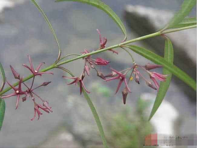 徐长卿治寒湿还是湿热,徐长卿止痛作用