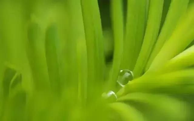 赞美且以深情共白头的诗句,愿有岁月回首且以深情共白头的诗