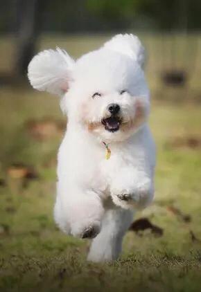 怎么挑选纯种黑贵宾,巨型贵宾纯种怎么看