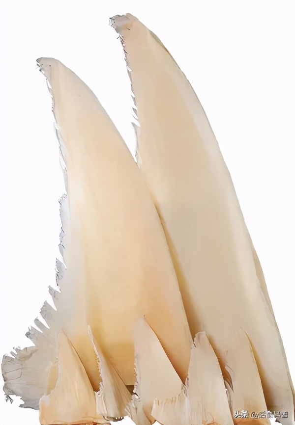 名贵的鱼翅,鱼翅贵的多少钱一斤