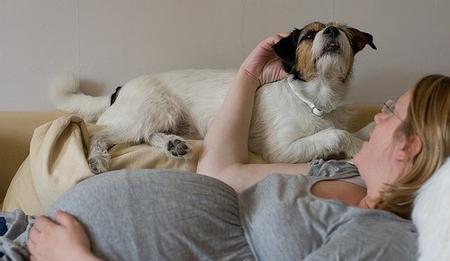 孕妇能喂狗吗对胎儿有害吗,孕晚期孕妇跟宠物狗狗接触会怎样