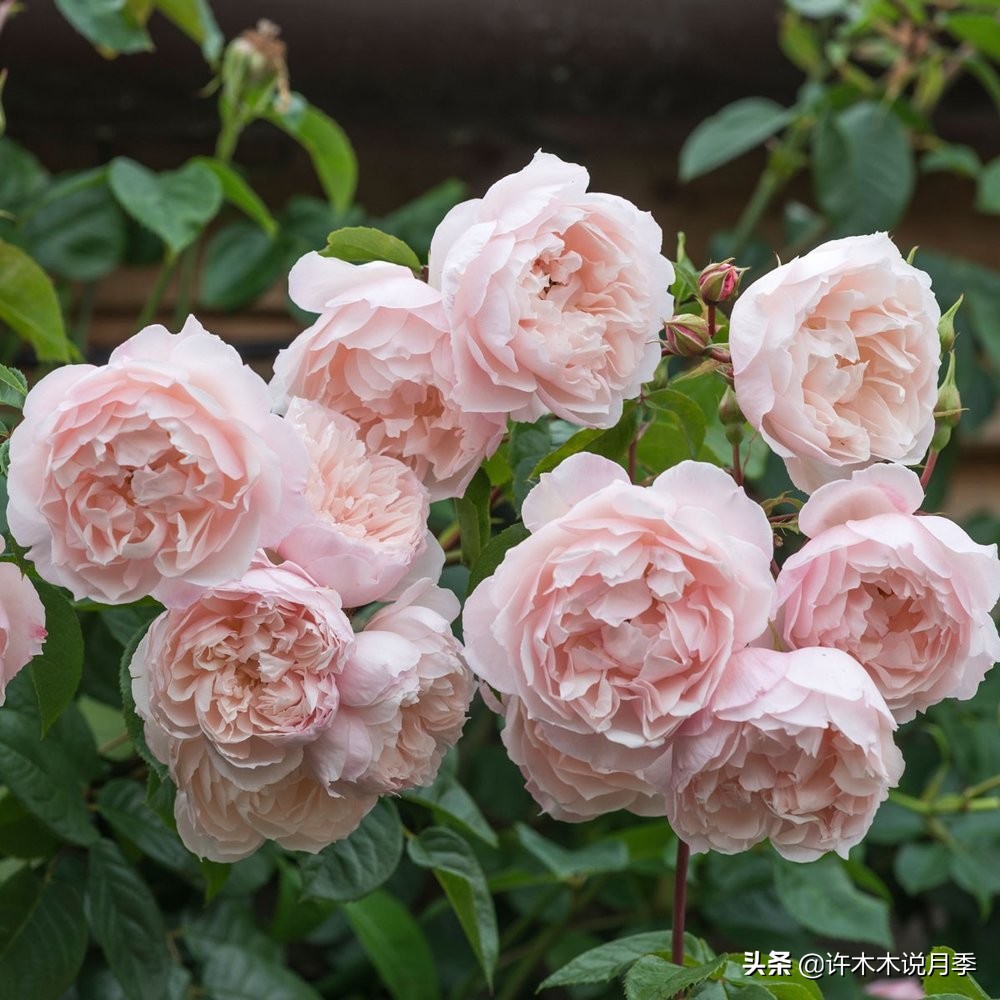 比较香又好养的月季 (颜值高又好养的月季适合阳台党的)