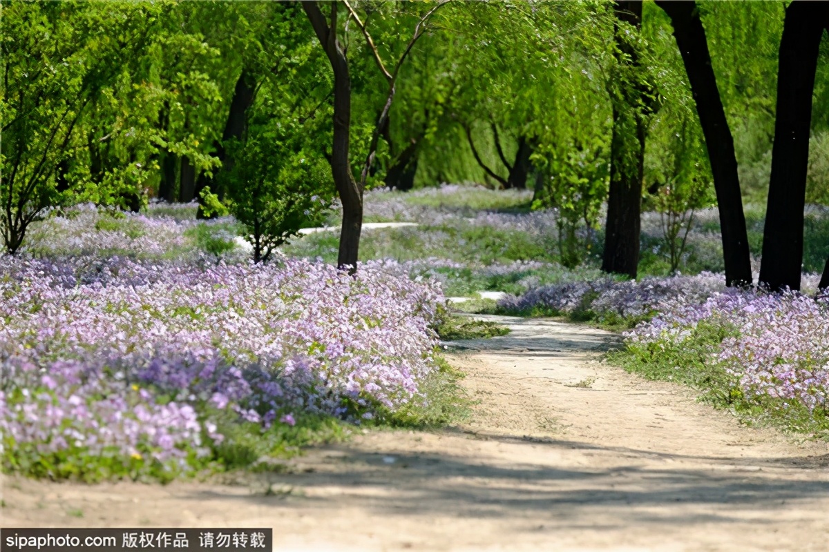 紫色花海好看的地方,北京冷门小众公园藏着粉黛花海