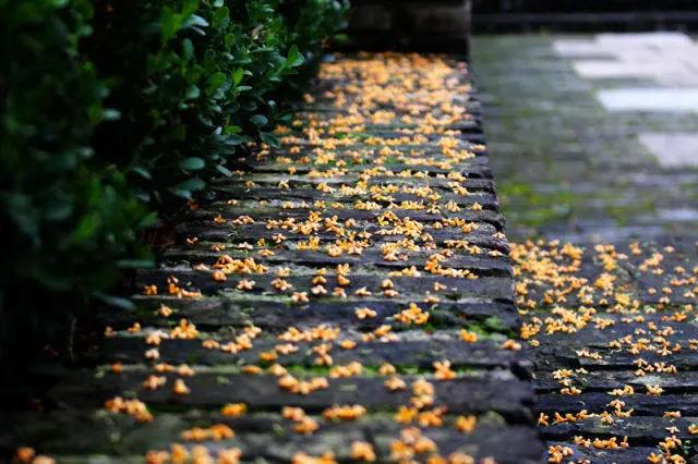 秋分秋色平分寒暑匀,暑离秋往秋分节气