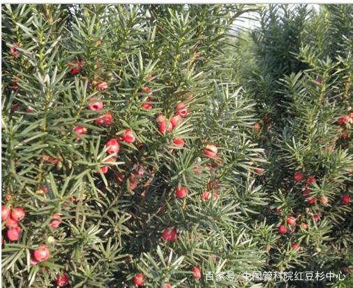 如何辨别正宗红豆杉树,国家一级保护植物红豆杉图片