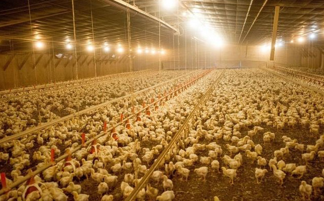 球虫的最佳防治方法,球虫高发期如何预防