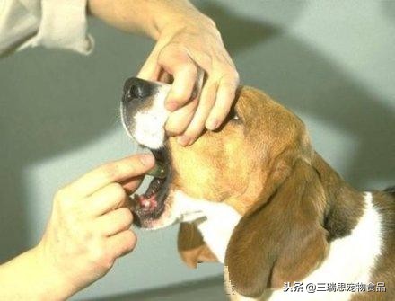 猫喂药后老是吐怎么回事,给猫喂药喂不进去怎么办