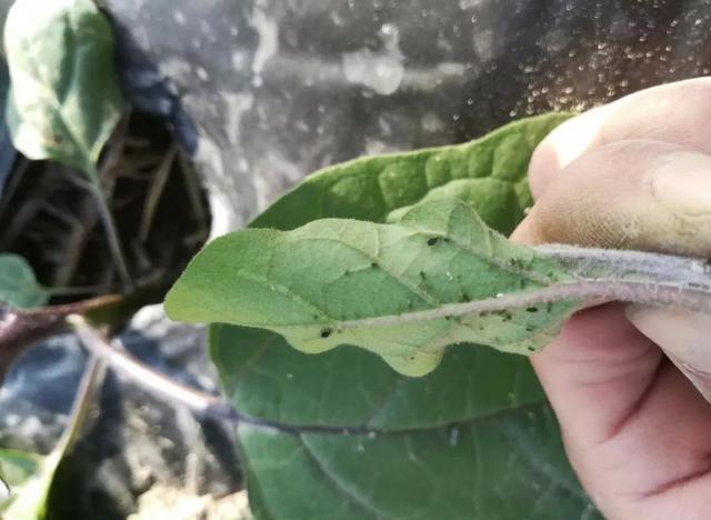 蔬菜上常见的虫害,蔬菜上的害虫小妙招