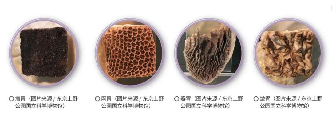 牛的真胃是瓣胃吗,牛有四个胃哪个是真的