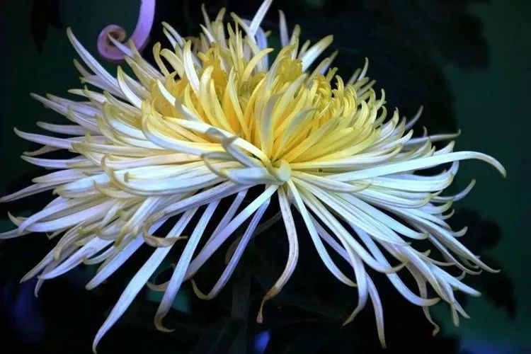 花中四君子菊花,花中四君子菊花的简介