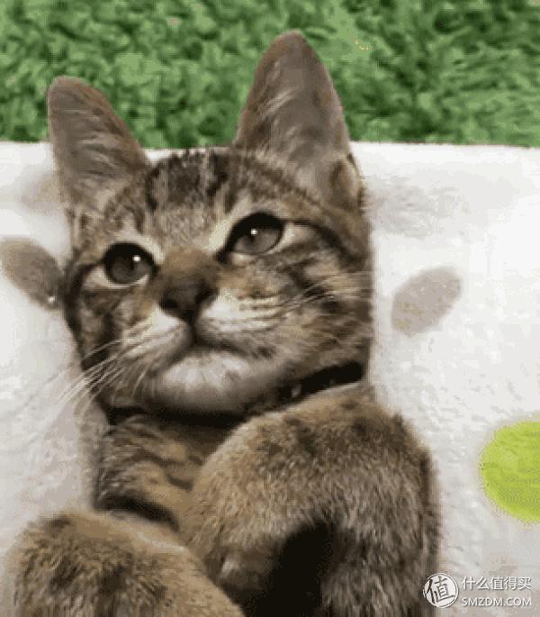 499的小米降噪耳机值不值得买,千元内新标杆体验小米降噪耳机pro