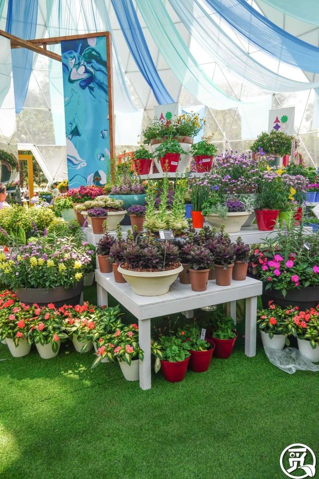 深圳史上最大最美的花展来啦,走进深圳仙湖植物园的国际花展