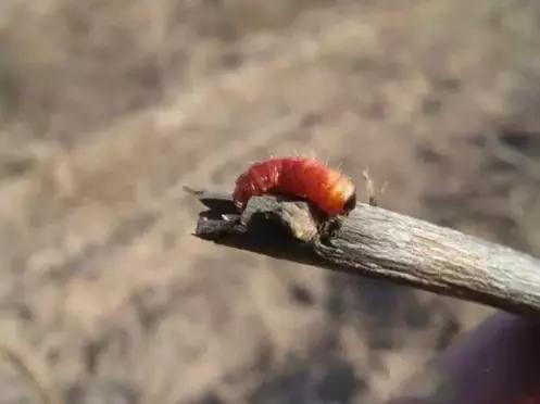 果树清园到底用什么药最好,冬季蜜柚清园管理要点