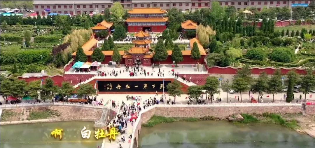 古县千年牡丹,古县牡丹的视频