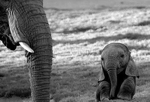 漂亮可爱的小动物萌照,动物宝宝可爱萌照