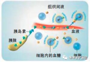 猫咪挑食饿两三天就好了,猫咪挑食饿几天会好吗