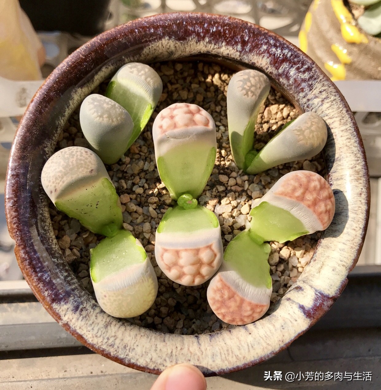 多肉生石花需要修根吗,多肉生石花怎么发根