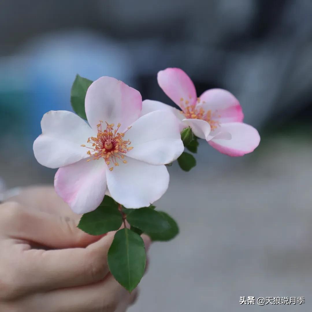 520你最想收到什么玫瑰,520这样的玫瑰你们喜欢吗