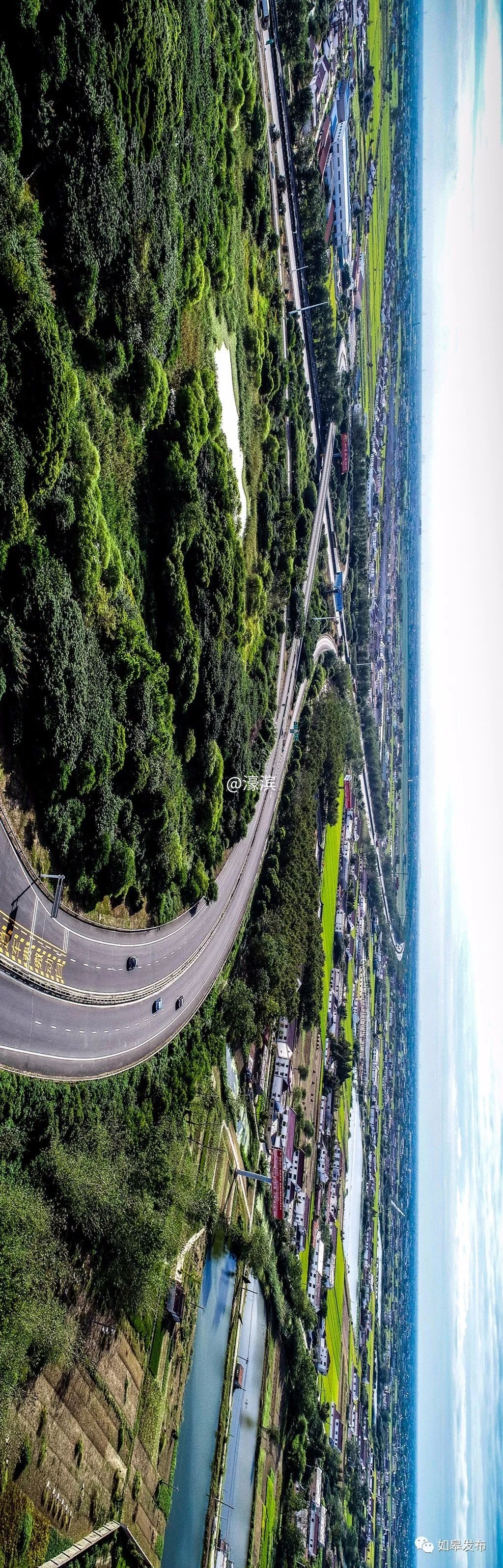 什么是如皋蝶尾,如皋的特点