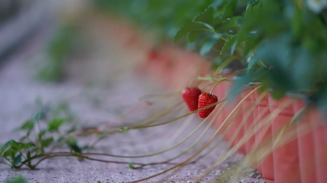草莓种植前景及收益,草莓种植与效益