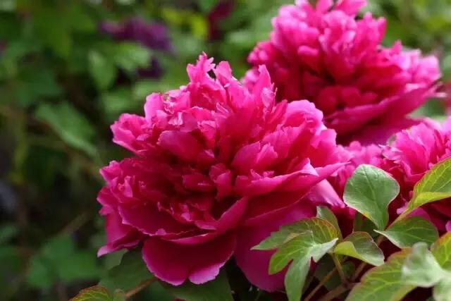 神奇的传说古老的传说,神奇的传说完整版