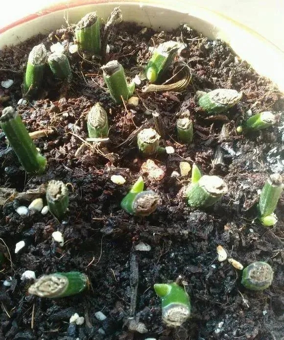 绿萝晒伤怎么补救最快,绿萝被晒伤的表现是什么怎么补救