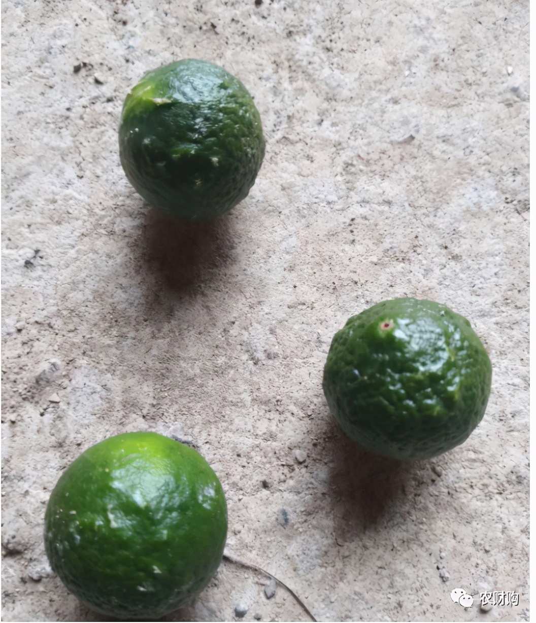 疮痂病，现已发现发病！常规、高阶、以及顶级版用药推荐