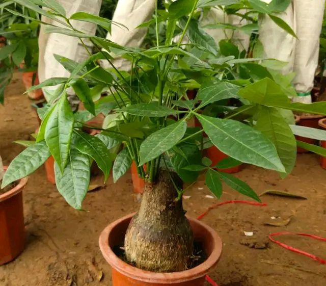 花店揭秘花卉的“*局骗**”，十有八九都上过当