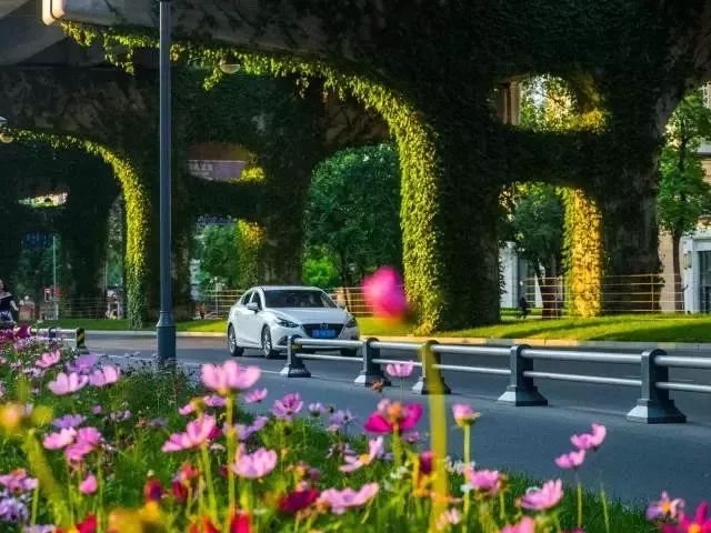 成都二环绿化,成都二环绿植视频