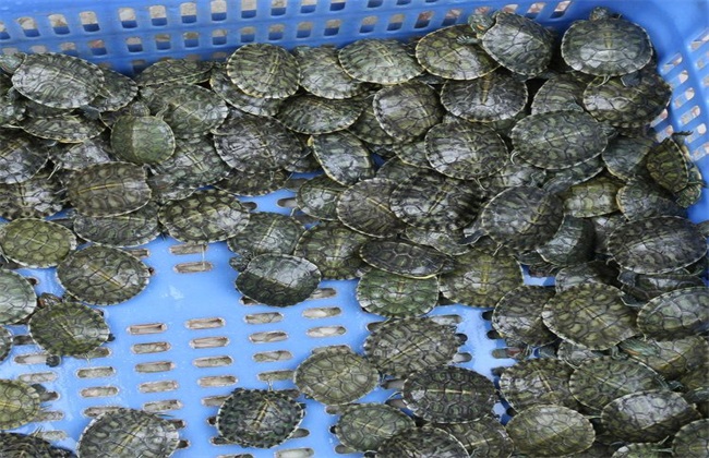 巴西龟怎么养,巴西龟怎么养放多少水