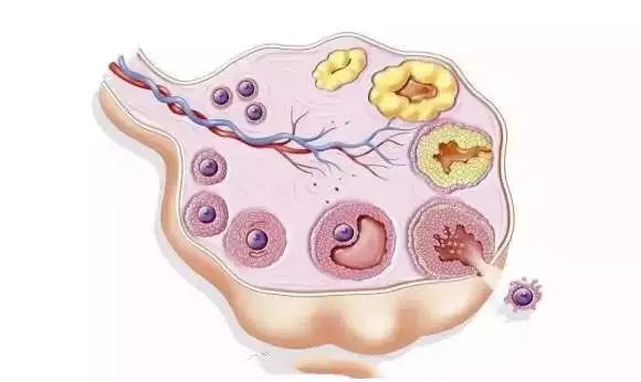 想要好孕到来就要懂得科学备孕,卵泡和内膜多少适合怀孕