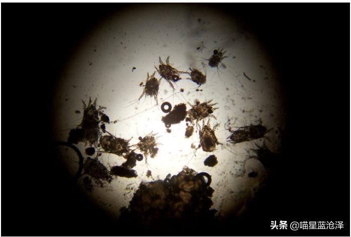 幼猫养护知识大全,幼猫驱虫的注意事项