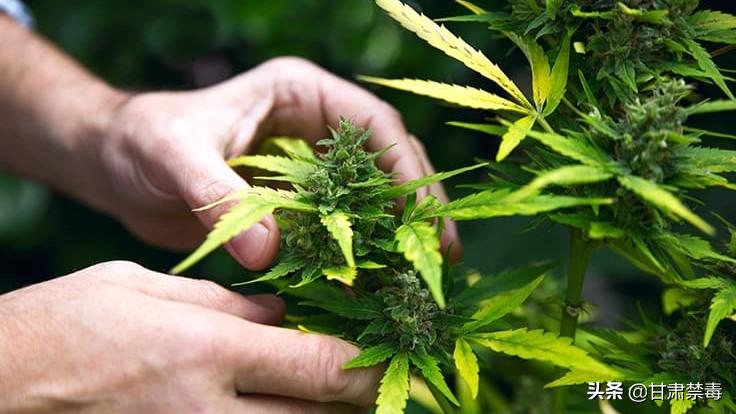 亚洲国家对医用*麻大**开设“绿灯”是突破防线吗?