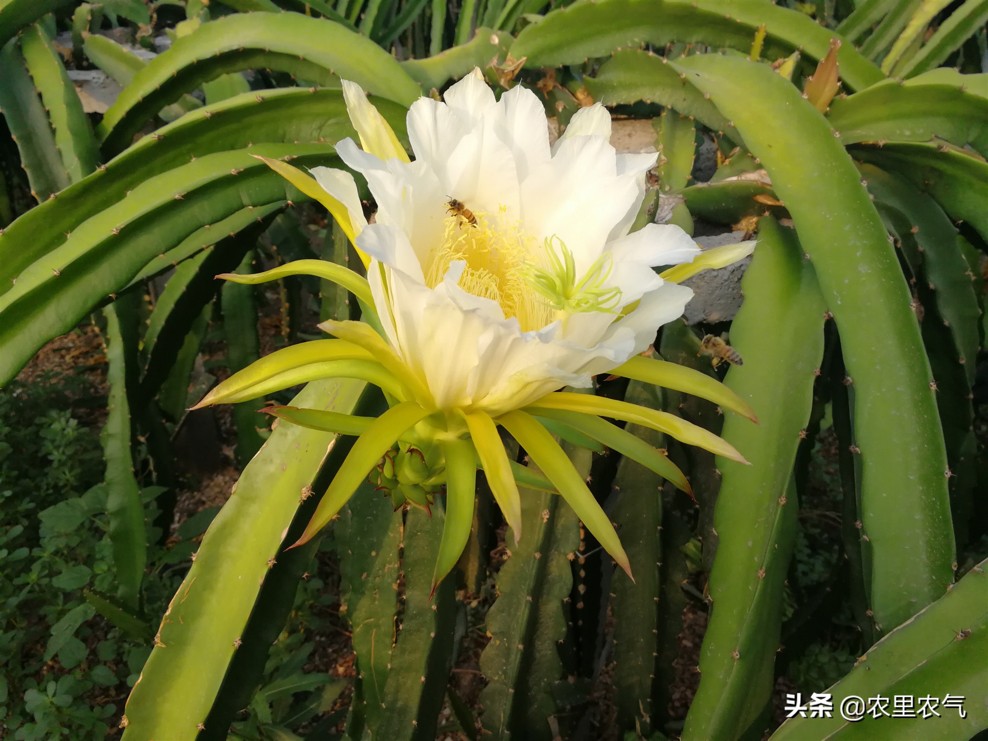 关于农业种植火龙果,火龙果的丰收方法