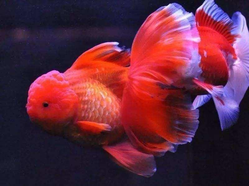 新手养金鱼哪种金鱼最好养,金鱼种类和饲养难度