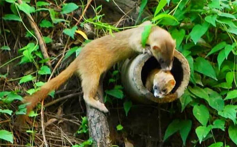 为什么黄鼠狼不可以吃鸡蛋,李时珍为什么不吃黄鼠狼呢