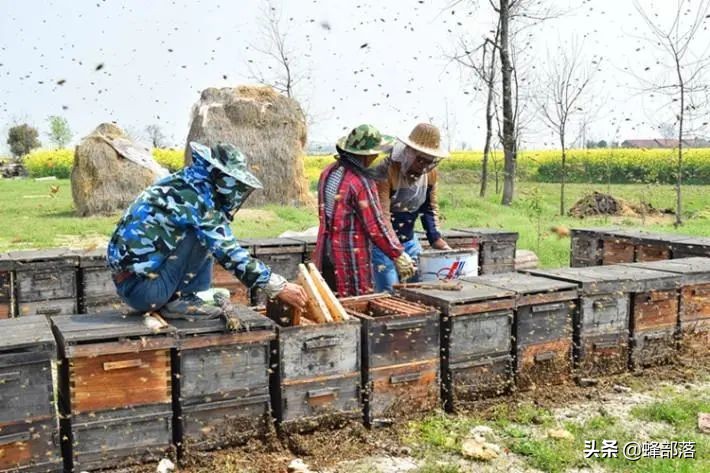 中华蜜蜂和意大利蜜蜂同区养,中国外来昆虫的危害及防治