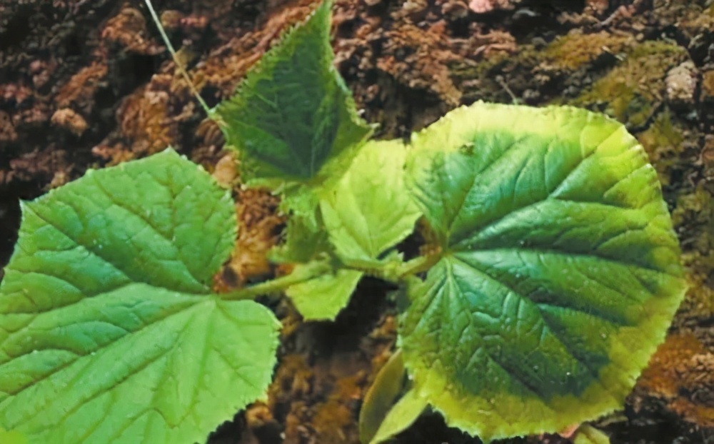 蔬菜叶子发黄怎么办，施肥很重要，选对肥、用好肥蔬菜长得棒棒哒