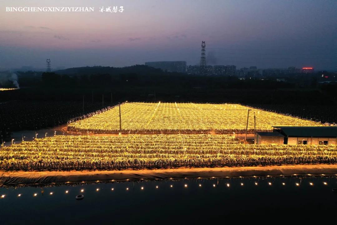 附近的火龙果采摘园海南,海南火龙果采摘