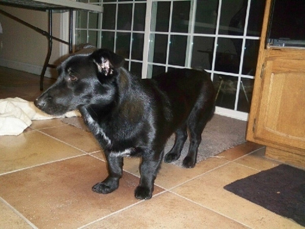 千万不要让你家的猫跟狗玩,千万不要让你家猫和狗待在一块