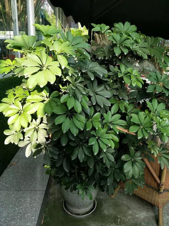 鸭掌木叶子发黄烂根，时刻把握好“养护5点”，叶子翠绿有生机