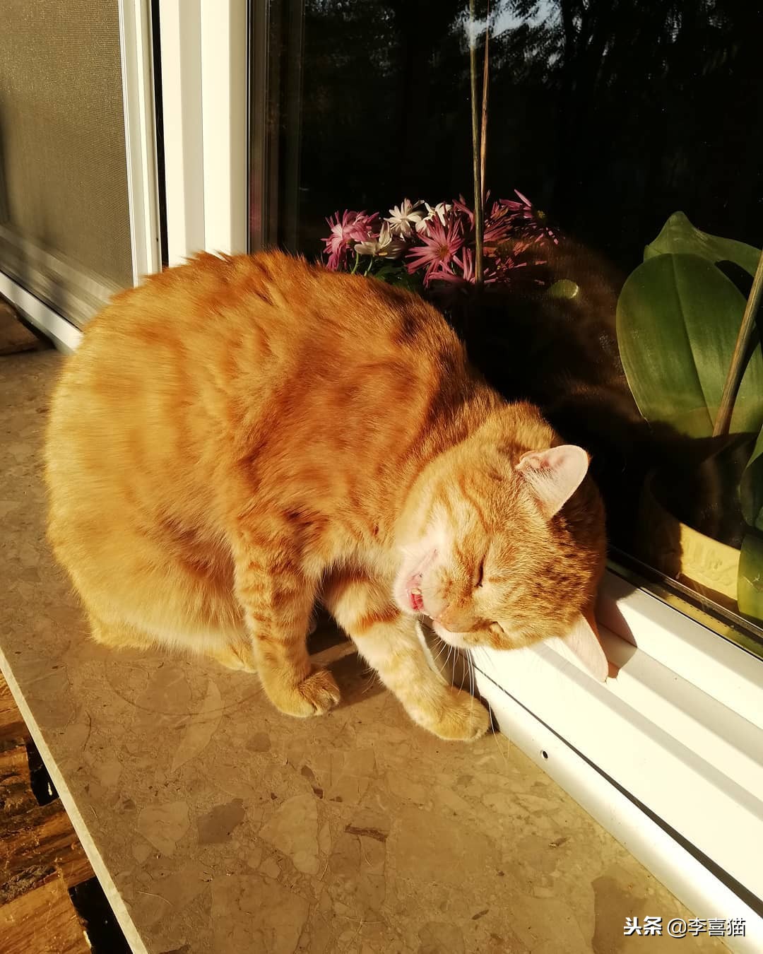 进口猫粮和国产猫粮区别,国产猫粮和进口的区别