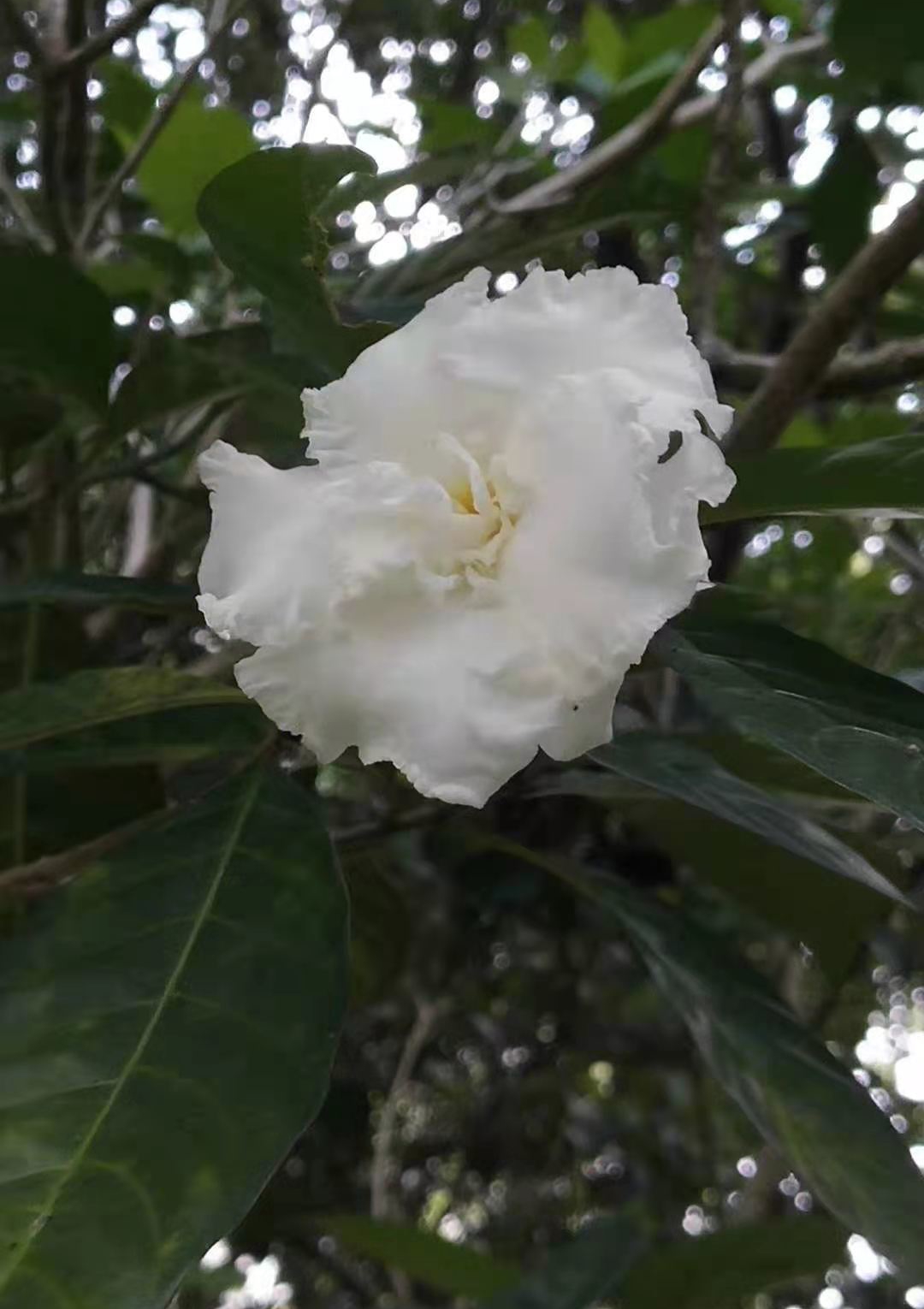 绿山墙的安妮解析,绿山墙的安妮全文解析