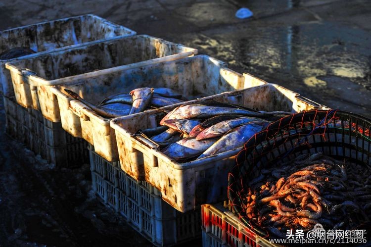 烟台莱阳海鲜早市,烟台老红利市场早市