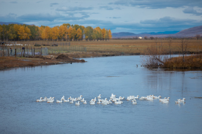 自驾呼伦贝尔|七千里路云和月,写给秋天和自己的故事