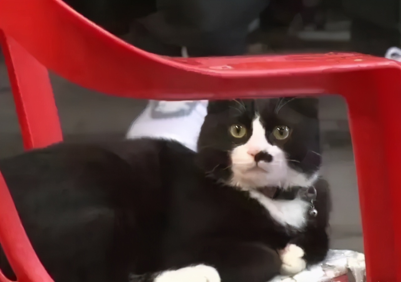 全网都以为复旦大学的猫被偷了，几天后…气得想骂猫