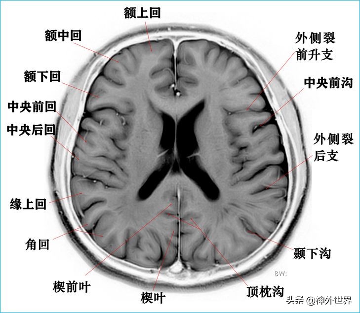 脑解剖学讲解视频全集,脑功能解剖学习