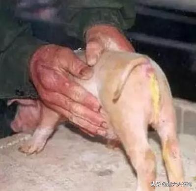 哺乳仔猪拉稀用什么类的药最好,十个养猪小妙招