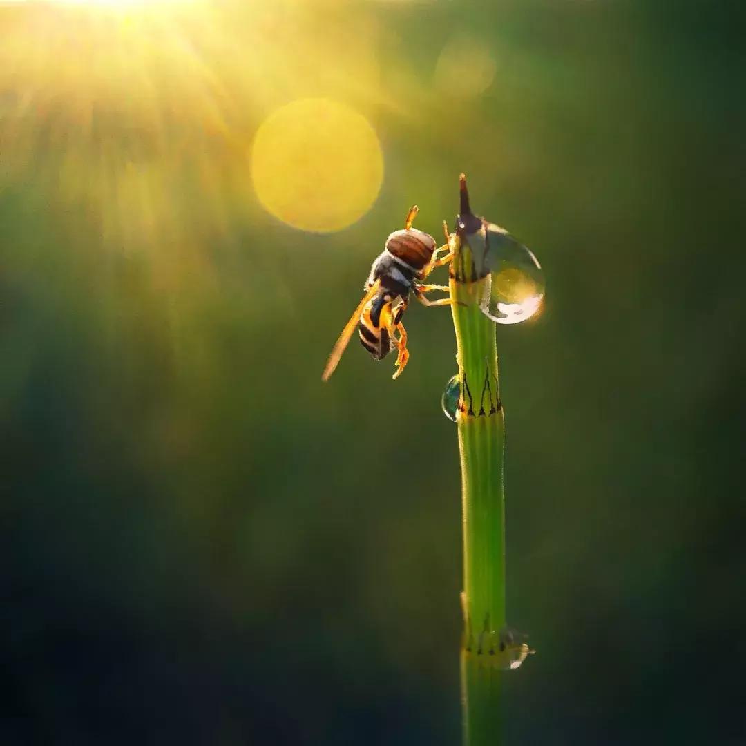 手把手教你拍摄微距花,春天拍花卉微距摄影镜头推荐